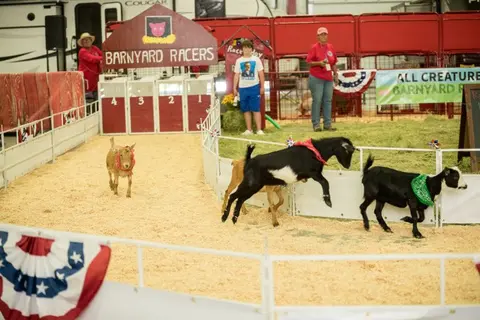 A photo of goats racing in an indoor pen at an event.