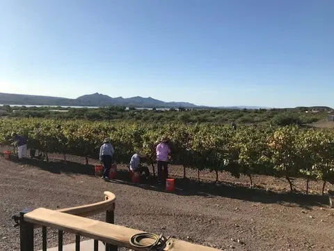 People harvesting grapes in a vineyard with mountains in the background.