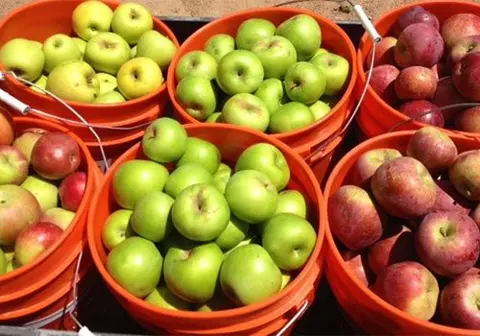 A photograph showing several orange buckets filled with fresh apples.