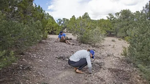 Two people search the ground in a sparse wooded area.