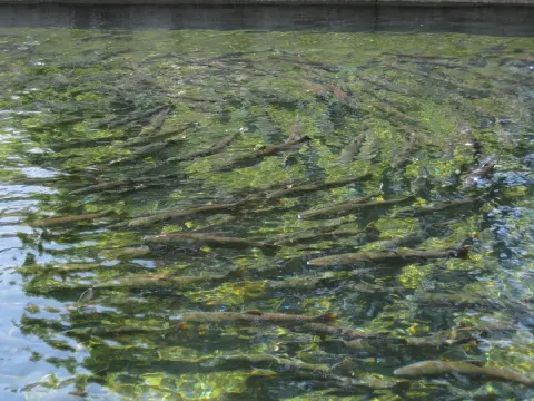 A large group of fish swimming in clear water.