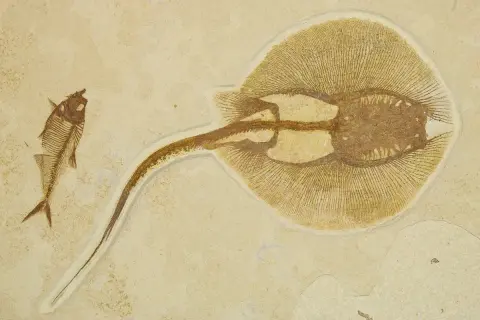 Fossilized remains of a stingray and a small fish embedded in rock.