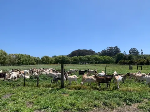 A herd of goats grazes in a green pasture under a clear blue sky.