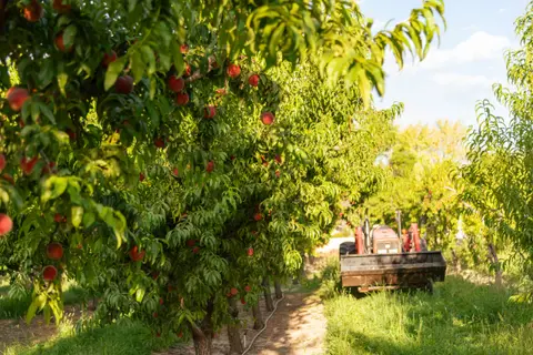 A row of peach trees loaded with ripe fruit in an orchard with a tractor parked at the end.