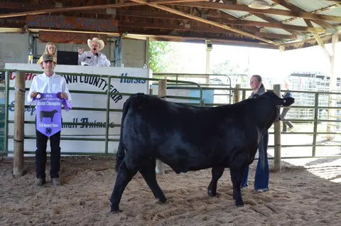 A young person stands with a black steer holding a ribbon inside a fair arena.