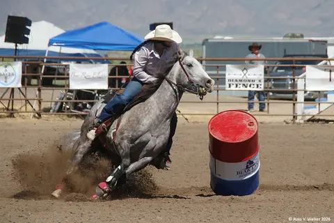 A rider on a grey horse rounds a barrel in a rodeo arena.