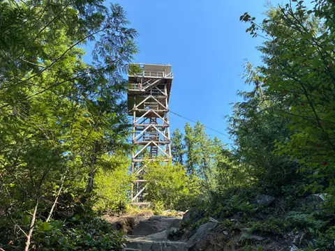 A tall wooden observation tower framed by trees under a clear blue sky.
