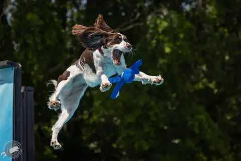 A dog jumps in the air to catch a toy.
