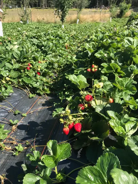 A row of strawberry plants with ripe red strawberries growing in a field.