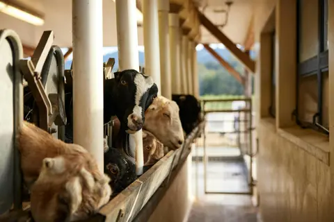 Goats stand in stalls inside a barn.