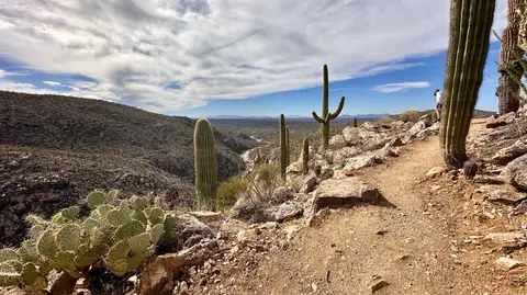 A dirt hiking trail winds through a desert landscape dotted with saguaro cacti.