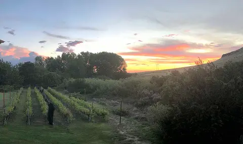 A vineyard stands at the base of a hill under a colorful sunset sky.