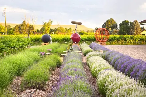 Rows of lavender plants grow in a garden with large sculptures in the background.