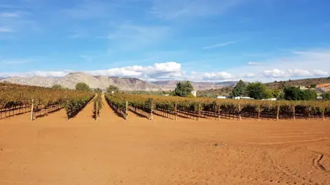 Rows of grapevines grow in a red soil field beneath mountains and a blue sky.
