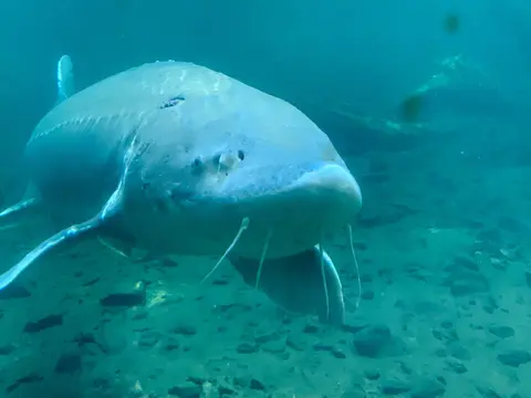 A large sturgeon swims underwater near the bottom.