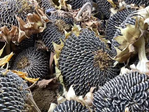 A close-up view shows a pile of harvested sunflower heads with dark seeds.