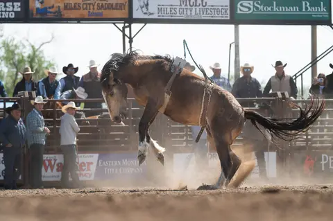 A bucking horse rears up at a rodeo event with spectators watching in the background.