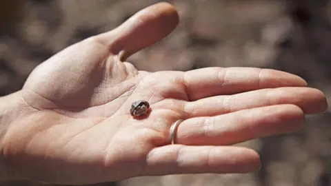 A person's hand holds a small dark stone.