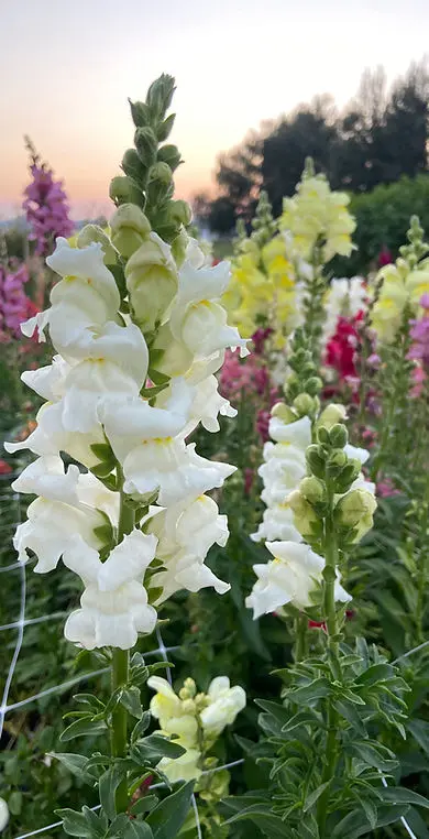 A close-up photograph of white snapdragon flowers blooming in a garden.