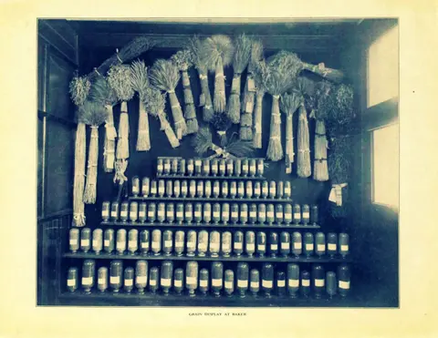 A historic photograph showing a display of grains and seeds in jars and bundles.