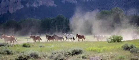 A herd of horses runs across a grassy field kicking up dust.