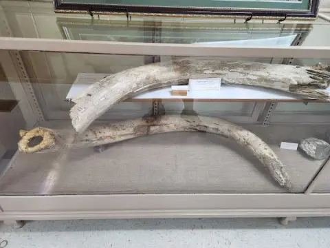 Two large tusks are displayed inside a glass museum case.
