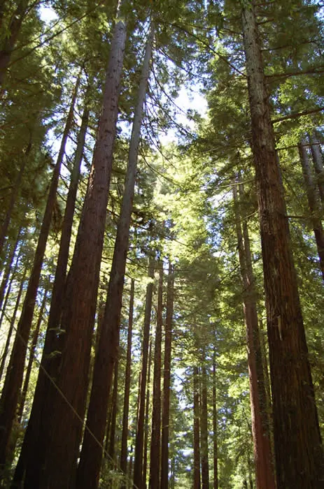 Tall redwood trees reach up toward the sky in a dense forest.