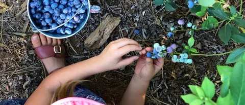 A child picks blueberries next to a full bucket.