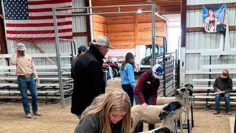 People and sheep inside a barn with an American flag hanging on the wall.