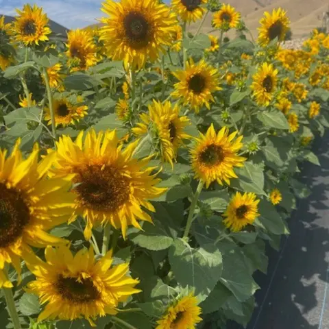 A close-up shot of bright yellow sunflowers blooming in a field.