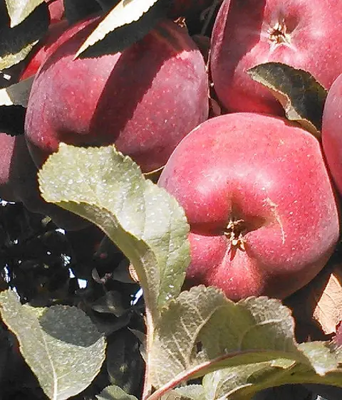 A close-up of red apples hanging on a branch among green leaves.