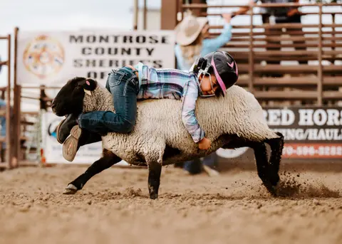 A child rides a sheep during a rodeo event.
