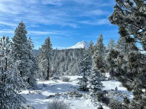 A snowy landscape features pine trees and a distant mountain peak under a blue sky.