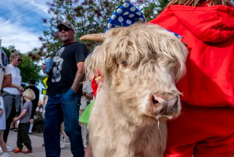 A fluffy Highland cow wearing a small patterned hat stands outdoors near people.