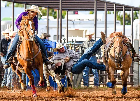 A cowboy wrestles a steer during a rodeo event.