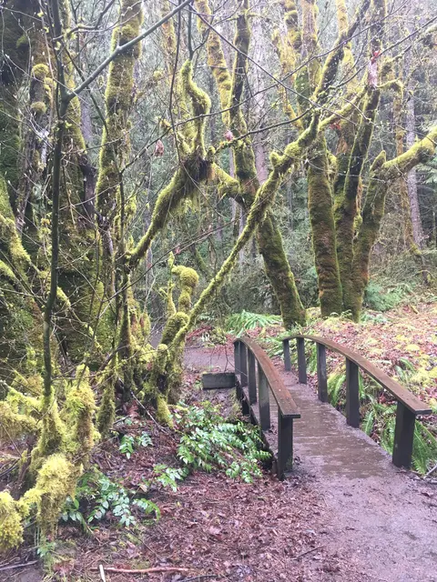 Footbridge, Toketee Falls Trailhead.