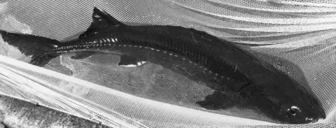 A sturgeon fish resting in a net in a historic black and white photograph.