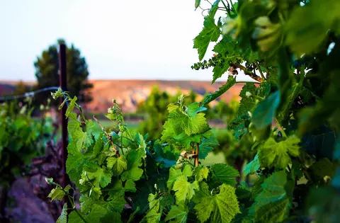 A close-up view of lush green grapevines growing in a vineyard.