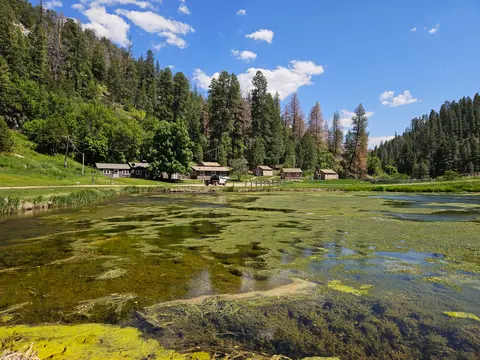 A scenic view of cabins nestled among trees by a pond with algae.