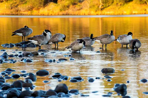 A flock of geese standing in shallow water among rocks.