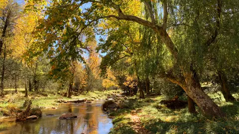 A narrow stream flows through a forest with autumn foliage.