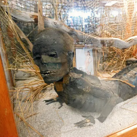 A display case contains a taxidermied creature resembling a Fiji mermaid with a human-like head and reptilian body.