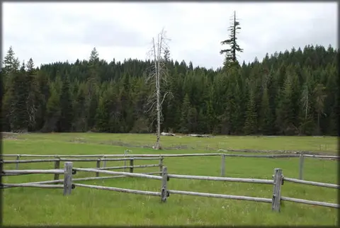 A wooden fence encloses a grassy field with a backdrop of evergreen trees and a tall bare tree.