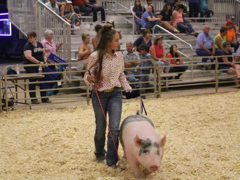 A young person shows a pig in an arena with spectators in the stands.