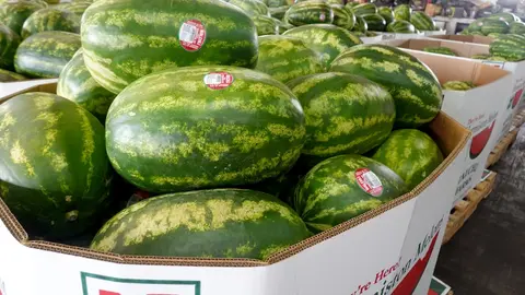 A large cardboard bin filled with fresh whole watermelons.