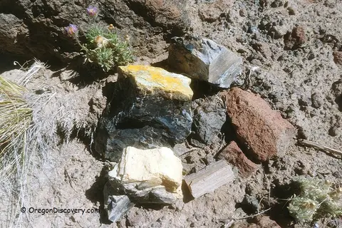A collection of various rocks and mineral specimens rests on rocky ground near small plants.