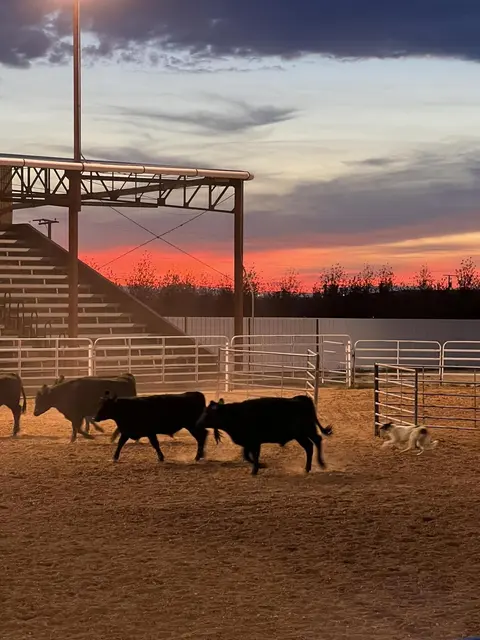 Cattle being herded by a dog in an outdoor arena at sunset.