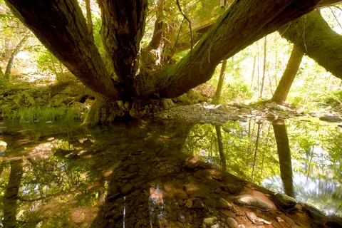 A large tree with sprawling branches arches over a calm stream.