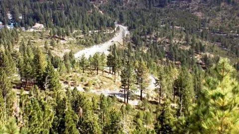 An aerial view of a winding road through a forest of pine trees.
