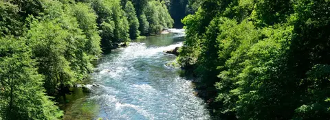 A river flows through a lush green forest.